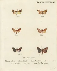Barred sallow, Tileacea aurago, and clay moth, Mythimna ferrago. Handcoloured copperplate engraving by Johann Carl Bock after Eugenius Johann Christoph Esper’s Die Schmetterlinge in Abbildungen nach der Natur, Erlangen