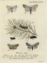 Black Arches and Owlet Moth