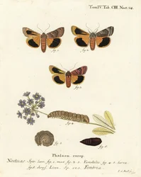 Broad-Bordered Yellow Underwing. Handcoloured Copperplate Engraving by Johann Carl Bock after Eugenius Johann Christoph Esper’s Die Schmetterlinge in Abbildungen nach der Natur, Erlangen