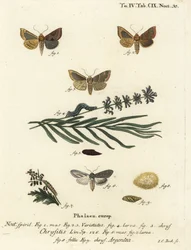 Burnished brass moth, Diachrysia chrysitis, and green silver-spangled shark, Cucullia argentea. Handcoloured copperplate engraving by Johann Carl Bock after Eugenius Johann Christoph Esper’s Die Schmetterlinge in Abbildungen nach der Natur, Erlangen
