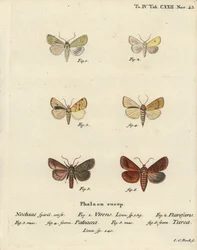 Burren Green, Sallow, Angle-Striped Sallow, and Double Line (Illustration from Die Schmetterlinge)
