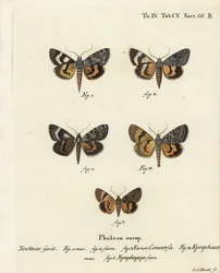 Catocala Conversa, Catocala Nymphaea, and Oak Yellow Underwing. Handcoloured Copperplate Engraving by Johann Carl Bock