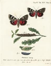 Dark crimson underwing, Catocala sponsa. Handcoloured copperplate engraving by Johann Carl Bock after Eugenius Johann Christoph Esper’s Die Schmetterlinge in Abbildungen nach der Natur, Erlangen