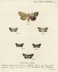 Double dart or soothsayer, Graphiphora augur 1, pale shoulder, Acontia lucida 2,3, four-spotted moth, Tyta luctuosa 4,5, and druid moth, Aedia funesta 6. Handcoloured copperplate engraving by Johann Carl Bock after Eugenius Johann Christoph Esper’s Die Sch
