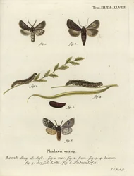 Feathered Gothic and Rannoch Sprawler Moths