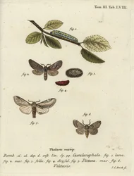 Figure of eight, swallow prominent and Drymonia velitaris moth