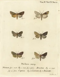 Gold Spangle, Euchalcia Modestoides, Lamprotes C-Aureum, and Panchrysia Deaurata. Handcoloured Copperplate Engraving by Johann Carl Bock