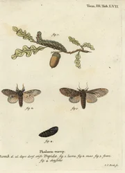 Great Prominent, Peridea Anceps