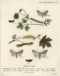 Grey Chi and Sycamore Moth (Illustration from Die Schmetterlinge)