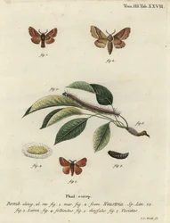 Lackey moth, Malacosoma neustria