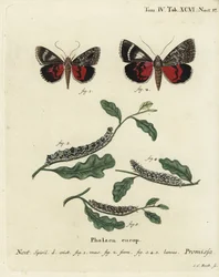 Light Crimson Underwing Moth. Handcoloured Copperplate Engraving by Johann Carl Bock after Eugenius Johann Christoph Esper’s Die Schmetterlinge in Abbildungen nach der Natur, Erlangen