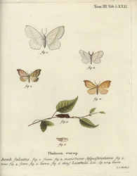 Light Emerald and Scalloped Hook-Tip
