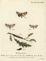 Maple Prominent and Heart Moth