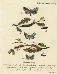 Merveille du jour, Dichonia aprilina 1-4, scarce merveille du jour, Moma alpium 5-7, and marbled green, Cryphia muralis 8. Handcoloured copperplate engraving by Johann Carl Bock after Eugenius Johann Christoph Esper’s Die Schmetterlinge in Abbildungen nach