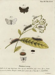 Muslin moth, Diaphora mendica