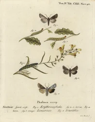 Red-headed chestnut, Conistra erythrocephala 1-4, toadflax brocade, Calophasia lunula 5 and grey shoulder knot, Lithophane ornitopus 6. Handcoloured copperplate engraving by Johann Carl Bock after Eugenius Johann Christoph Esper’s Die Schmetterlinge in Abb