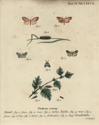 Rosy Footman and Short-Cloaked Moth