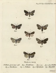 Saxon Moth, Shears Moth, Marsh Dagger, Brown-Spot Pinion, White-Line Dart, Opigena Polygona. Handcoloured Copperplate Engraving by Johann Carl Bock