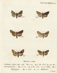 Scarce Silver Y, Plain Golden Y, and Gold Spot (Illustration from Die Schmetterlinge)