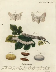 Silkmoth, Bombyx mori