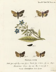 Silver Y Moth and Essex Y Moth. Handcoloured Copperplate Engraving by Johann Carl Bock