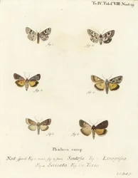 Spotted Clover, Guernsey Underwing, and Straw Underwing (Illustration from Die Schmetterlinge)