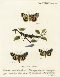 Sweetfern Underwing, Catocala Nymphaea, and Oak Yellow Underwing (Illustration from Die Schmetterlinge)