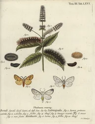 White ermine, Spilosoma lubricipeda