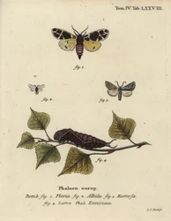 Yellow Tiger Moth, White Ermine Larva, etc.
