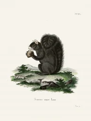 Fox Squirrel