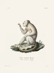 Gracile Capuchin Monkey