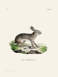 Indian Hare
