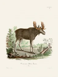 Moose