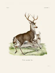 Mule Deer