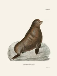 Northern Fur Seal