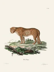 Panther