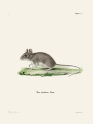 Rat
