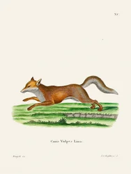 Red Fox
