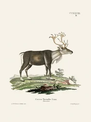 Reindeer