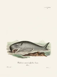 Sperm Whale