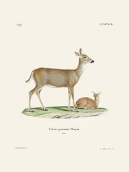 Virginian Deer