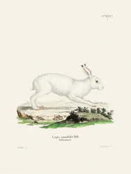 White Hare