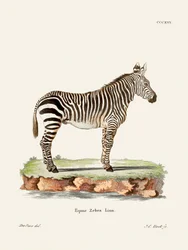 Zebra from Die Säugthiere