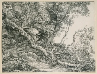Trees on a Rocky Slope