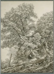 Large Tree Study