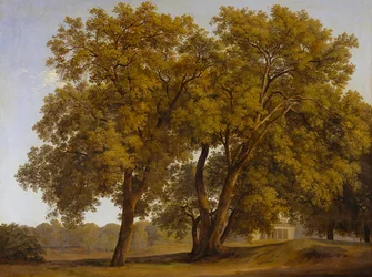 Trees in the Villa Borghese Gardens