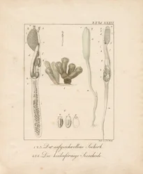 Anatomy of Marine Invertebrates: Sea Cork and Sea Squirt