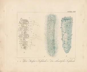 Giant Sea Squirt and Atlantic Sea Squirt