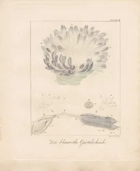 The Blue-Red Sea Squirt
