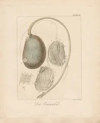 The Egg Structure